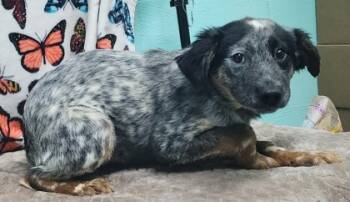 Rescue Australian Shepherd and Mixed Breed Dogs for Adoption in Elmira, New York - Pepper | PetCurious
