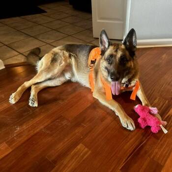 Arthur -  German Shepherd Dog Dog for Adoption in Tampa, Florida - Arthur | PetCurious