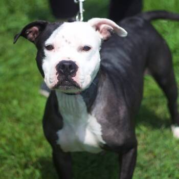 Rescue Pit Bull Terrier and Mixed Breed Dogs for Adoption in Cumming, Georgia - Rio 21555 | PetCurious