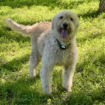 Indiana -  Labradoodle Dog for Adoption in Albany, Missouri - Indiana | PetCurious