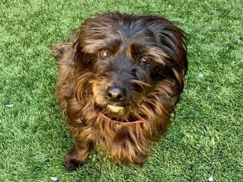 CASEY -  Terrier and Mixed Breed Dog for Adoption in Moreno Valley, California - CASEY | PetCurious