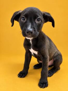 Maple -  Terrier Dog for Adoption in Copiague, New York - Maple | PetCurious