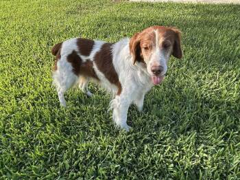 FL/Flash & Cooper (Bonded pair) -  Brittany Spaniel Dog for Adoption in Baldwinsville, New York - FL/Flash & Cooper (Bonded Pair) | PetCurious