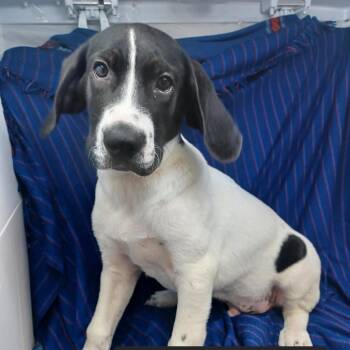 Calder -  Hound Dog for Adoption in New Tazewell, Tennessee - Calder | PetCurious