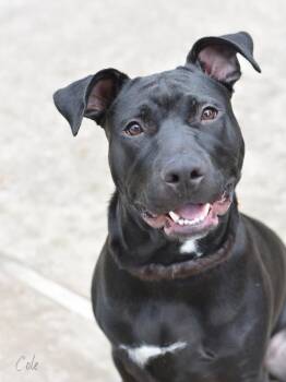 Rescue American Staffordshire Terrier and Pit Bull Terrier Dogs for Adoption in Conroe, Texas - Cole | PetCurious