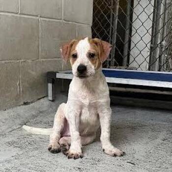 Archer -  Australian Cattle Dog Blue Heeler and Mixed Breed Dog Available for Adoption in Laredo, Texas - Archer | PetCurious