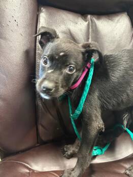 Shiitake -  Australian Cattle Dog Blue Heeler Dog for Adoption in Carson City, Nevada - Shiitake | PetCurious