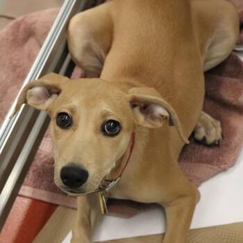 R163904 Sandy -  Beagle and Mixed Breed Dog for Adoption in Port Washington, New York - R163904 Sandy | PetCurious