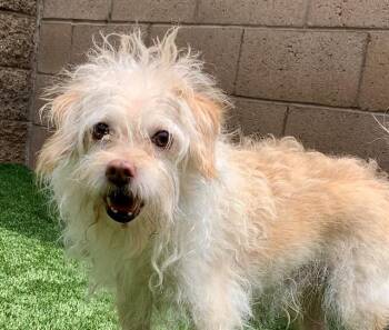 LALO -  Terrier and Mixed Breed Dog for Adoption in Moreno Valley, California - LALO | PetCurious