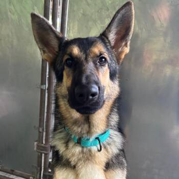 Luna (26-366) -  German Shepherd Dog Dog for Adoption in New Ringgold, Pennsylvania - Luna (26-366) | PetCurious
