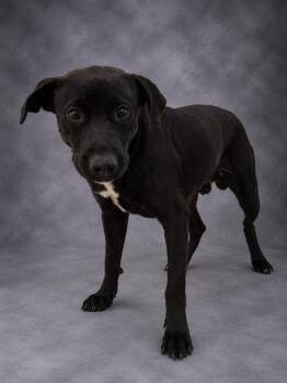 LUIGI -  Labrador Retriever Dog for Adoption in Winter Haven, Florida - LUIGI | PetCurious