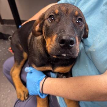 Mixed Breed Dogs Available for Adoption in Columbiana, Alabama - Dobie | PetCurious