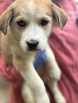 Husky and Shepherd Dogs Available for Adoption in New York, New York - Muffin (AL) | PetCurious