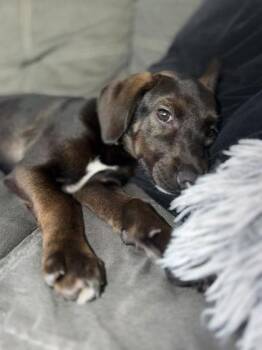 Angelica -  Mixed Breed Dog for Adoption in Hobart, Indiana - Angelica | PetCurious