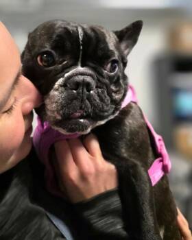 French Bulldog Dogs Available for Adoption - Zeta | PetCurious