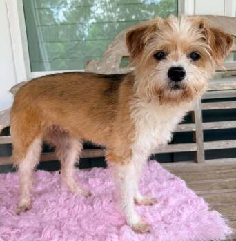 Rio -  Terrier Dog for Adoption in New York, New York - Rio | PetCurious