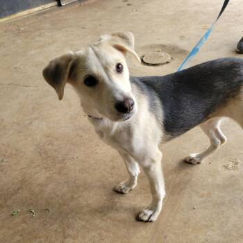 Sammi -  Terrier Dog for Adoption in Bloomfield, Connecticut - Sammi | PetCurious
