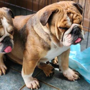 Rescue English Bulldog Dogs for Adoption in Ada, Minnesota - Jessa | PetCurious