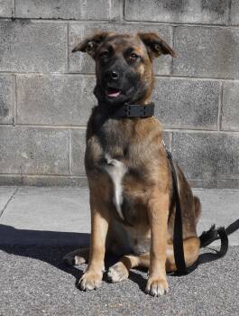 Rescue German Shepherd Dog and Labrador Retriever Dogs for Adoption in Pottsville, Pennsylvania - Autumn | PetCurious