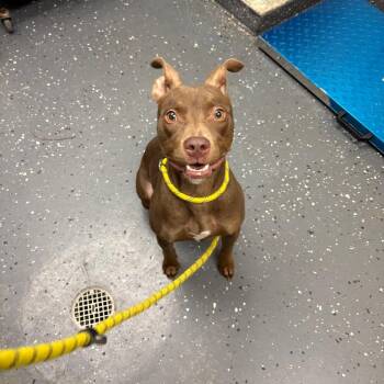 Annabelle -  Mixed Breed Dog for Adoption in Columbiana, Alabama - Annabelle | PetCurious