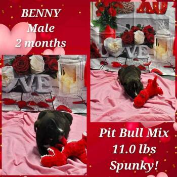 Pit Bull Terrier Dogs Available for Adoption - Marion Bs : Boden | PetCurious