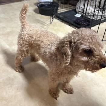 Spencer -  Miniature Poodle Dog for Adoption in Hinesville, Georgia - Spencer | PetCurious