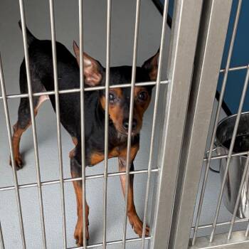 Louis -  Miniature Pinscher Dog for Adoption in Greenville, South Carolina - Louis | PetCurious