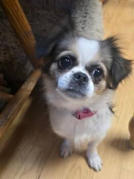 Zalia -  Pekingese Dog for Adoption in Walnutport, Pennsylvania - Zalia | PetCurious