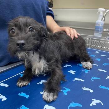 Frijole -  Terrier Dog for Adoption in Galveston, Texas - Frijole | PetCurious