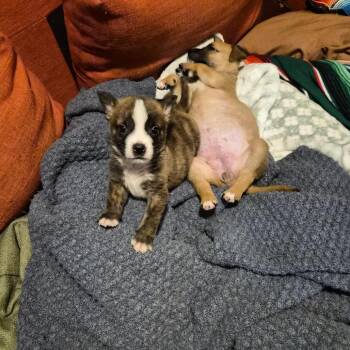 Peeta -  Mixed Breed Dog for Adoption in Austin, Texas - Peeta | PetCurious
