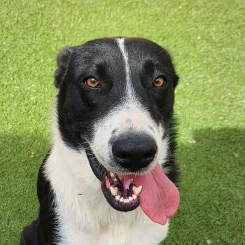 Rescue Border Collie Dogs for Adoption in Austin, Texas - Princess JuM | PetCurious