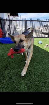 Lucy -  German Shepherd Dog and Shepherd Dog for Adoption in New Haven, Connecticut - Lucy | PetCurious