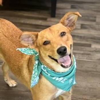 Benson -  Carolina Dog and Basenji Dog for Adoption in Andover, Massachusetts - Benson | PetCurious