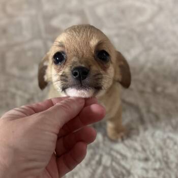 Flower -  Yorkshire Terrier and Terrier Dog for Adoption in Tucson, Arizona - Flower | PetCurious
