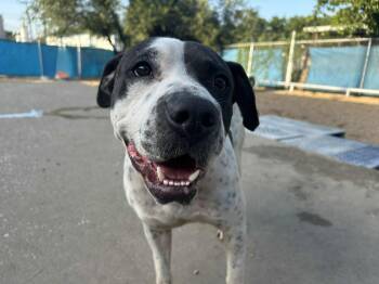 Rescue Shar Pei and German Shorthaired Pointer Dogs for Adoption in Kansas City, Missouri - Chunky Monkey | PetCurious