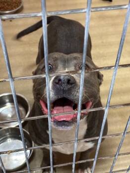 Princess (Precious) -  American Staffordshire Terrier Dog Available for Adoption in New Braunfels, Texas - Princess (Precious) | PetCurious