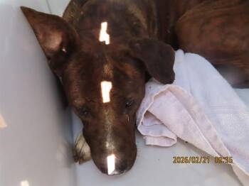 Pit Bull Terrier Dogs Available for Adoption - BIGBY | PetCurious