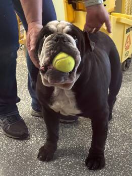 Rescue Bulldog Dogs for Adoption in Franklin, Indiana - Dozer | PetCurious