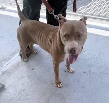 American Bulldog and Mixed Breed Dogs Available for Adoption in Doral, Florida - ROSE | PetCurious