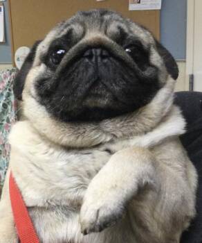 Pug Dogs Available for Adoption in Riverside, California - WALRUS | PetCurious