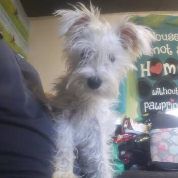 BB -  Miniature Schnauzer Dog for Adoption in Mount Vernon, Arkansas - BB | PetCurious
