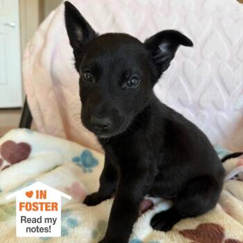 Labrador Retriever Dogs Available for Adoption in Kanab, Utah - Q-bert | PetCurious