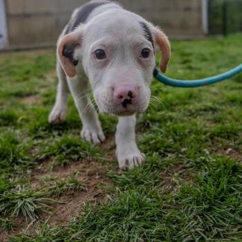 Labrador Retriever and Staffordshire Bull Terrier Dogs Available for Adoption in Pawling, New York - Carrot | PetCurious