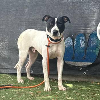 Spot -  American Staffordshire Terrier Dog for Adoption in Port Richey, Florida - Spot | PetCurious