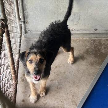 Yayni -  Poodle and Welsh Terrier Dog for Adoption in Morton Grove, Illinois - Yayni | PetCurious