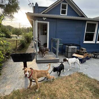 Rescue Yellow Labrador Retriever and Mixed Breed Dogs for Adoption in Springboro, Ohio - Lover Boy | PetCurious