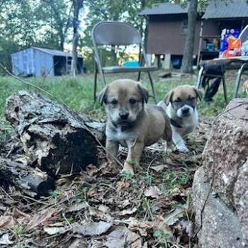 Banjo -  Shepherd and Mixed Breed Dog for Adoption in Fayetteville, Arkansas - Banjo | PetCurious