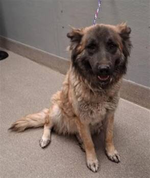 AUTUMN -  German Shepherd Dog and Mixed Breed Dog for Adoption in Las Vegas, Nevada - AUTUMN | PetCurious