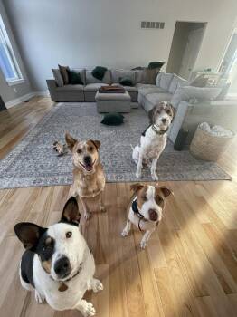 Cattle Dog Dogs Available for Adoption - Partner | PetCurious