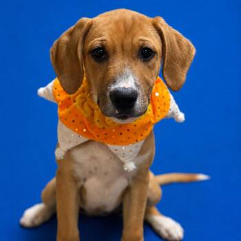 Claire -  American Staffordshire Terrier and Mixed Breed Dog for Adoption in Riverside, California - Claire | PetCurious